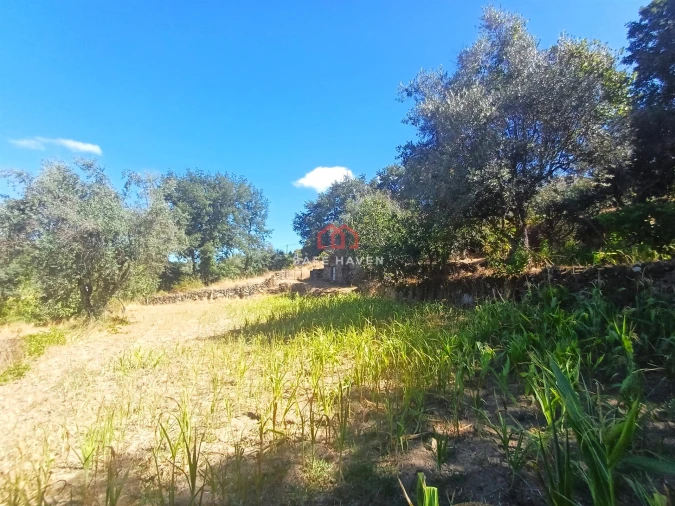 Terreno para Venda em Tavares (Chãs, Várzea e Travanca) Foto 5