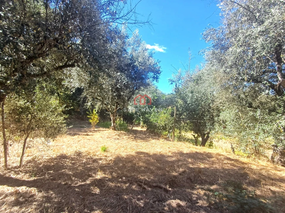 Terreno para Venda em Tavares (Chãs, Várzea e Travanca) Foto 4