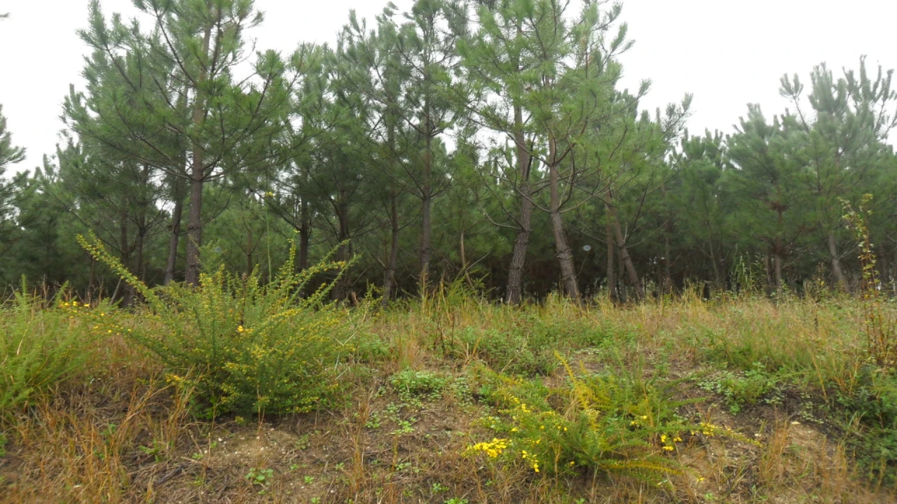 Terreno para Venda em Monte Redondo e Carreira Foto 1