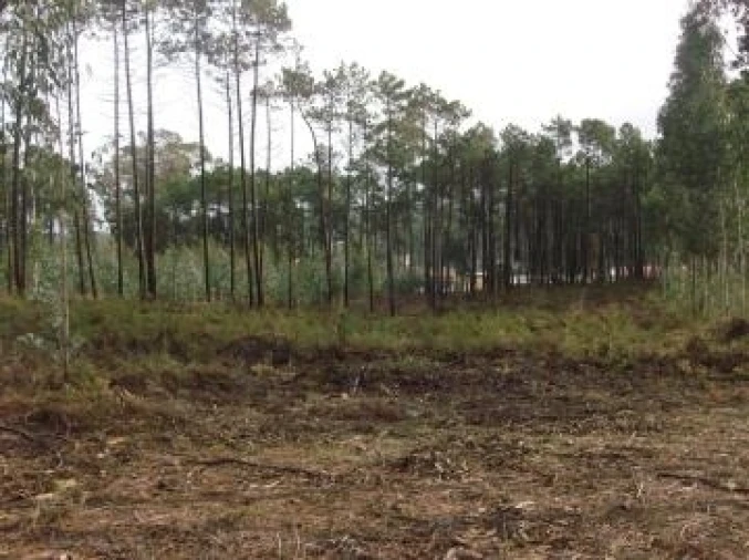 Terreno Comércio / Armazém para Venda em Souto da Carpalhosa e Ortigosa Foto 2