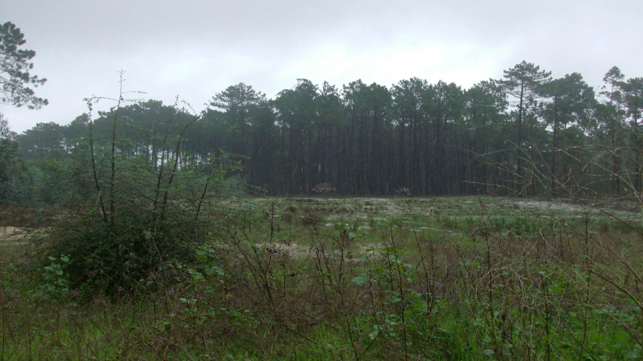 Terreno para Venda em Souto da Carpalhosa e Ortigosa Foto 1