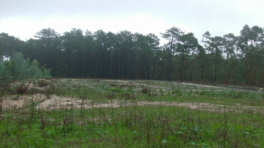 Terreno para Venda em Souto da Carpalhosa e Ortigosa Foto 2