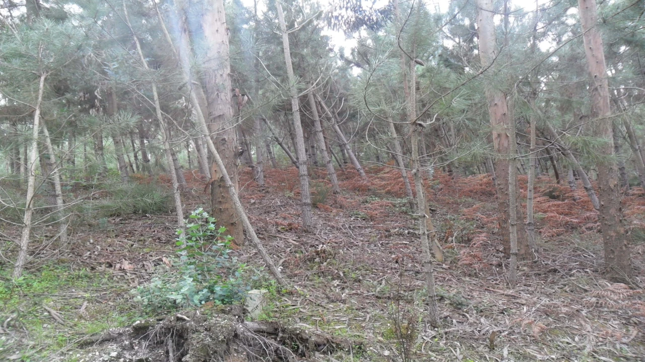 Terreno para Venda em Bajouca Foto 1
