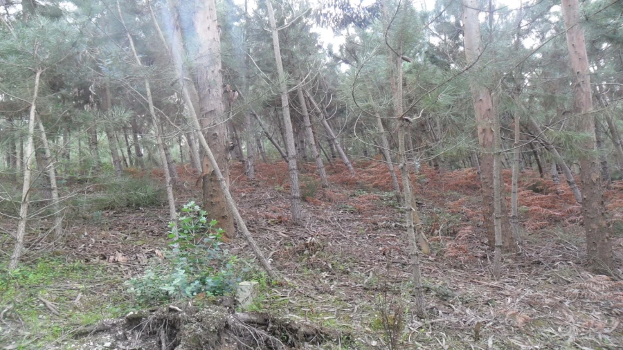 Terreno para Venda em Bajouca