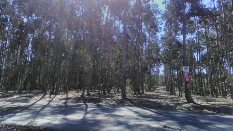 Terreno para Venda em Amor
