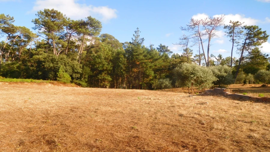 Terreno para Venda em Bajouca Foto 6