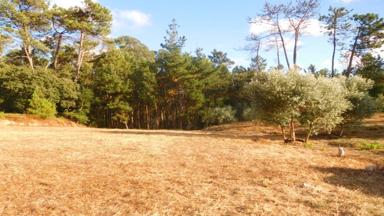 Terreno para Venda em Bajouca Foto 7