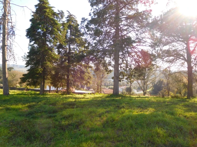 Terreno para Venda em Souto da Carpalhosa e Ortigosa