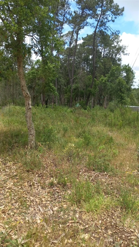 Terreno para Venda em Monte Real e Carvide