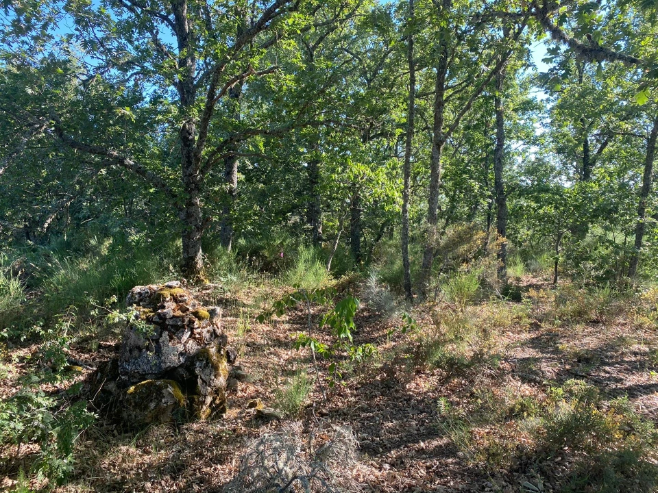 Terreno para Venda em Rio Frio e Milhão Foto 14