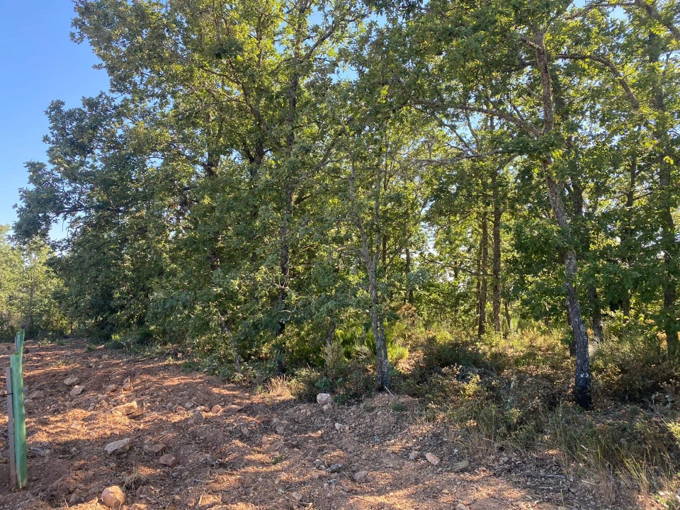 Terreno para Venda em Rio Frio e Milhão Foto 11