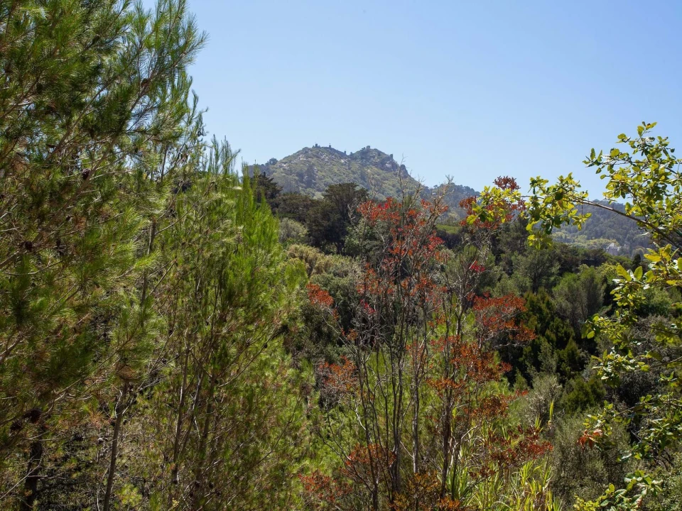 Quinta para Venda em Agualva e Mira-Sintra Foto 20