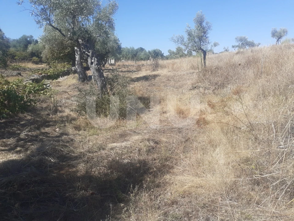 Terreno Agricola ou Rústico para Venda em Escalos de Baixo e Mata Foto 13