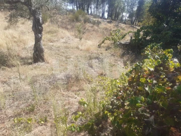 Terreno Agricola ou Rústico para Venda em Escalos de Baixo e Mata