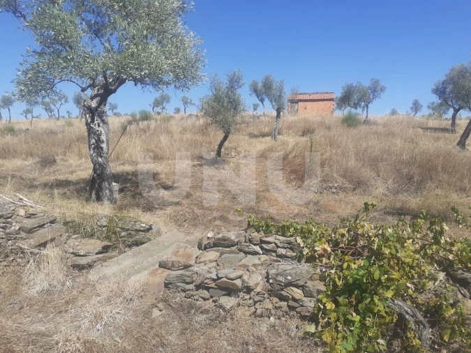 Terreno Agricola ou Rústico para Venda em Escalos de Baixo e Mata Foto 2