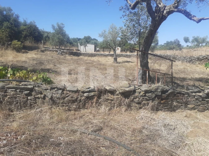 Terreno Agricola ou Rústico para Venda em Escalos de Baixo e Mata Foto 15