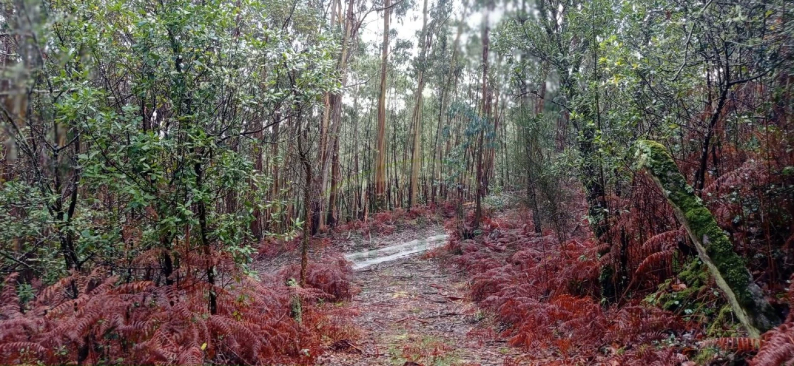 Terreno para Venda em Vilar de Mouros Foto 15