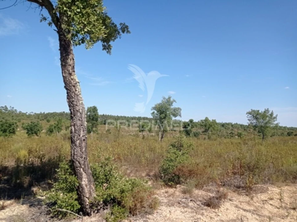 Quinta para Venda em Margem Foto 10