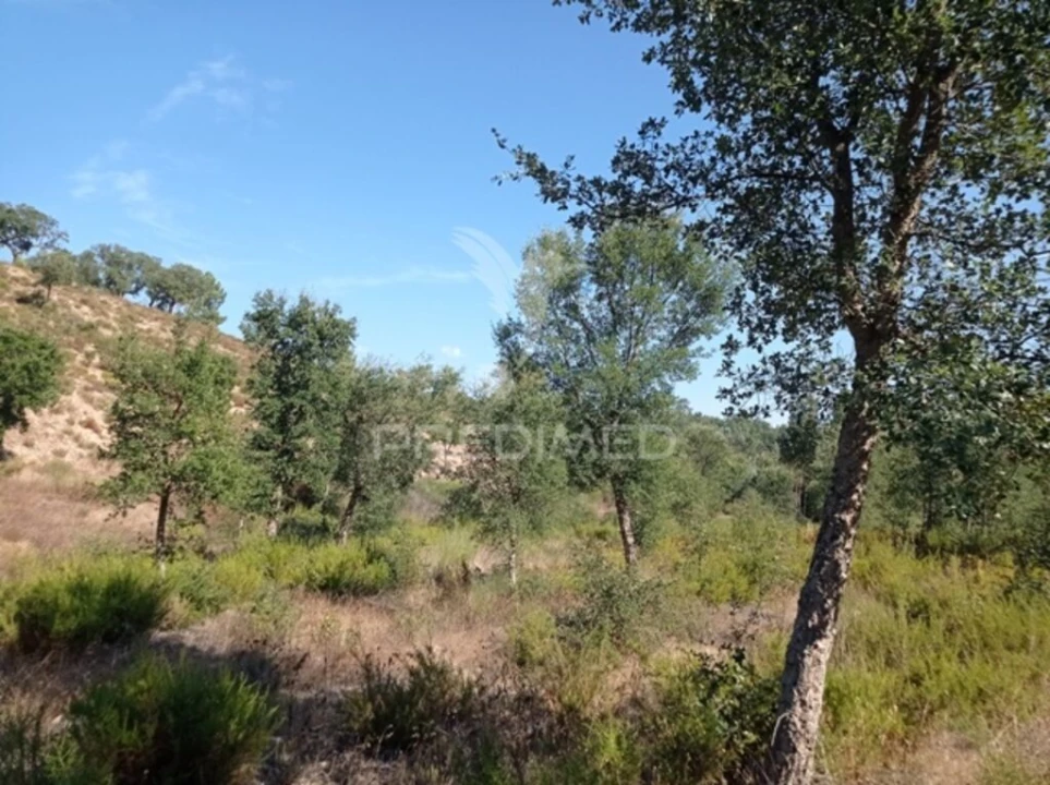 Quinta para Venda em Margem Foto 7