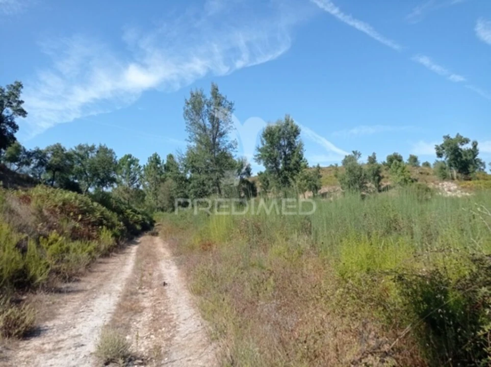 Quinta para Venda em Margem Foto 14