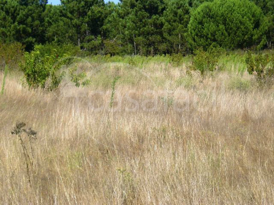 Terreno Agricola ou Rústico para Venda em Pegões Foto 4