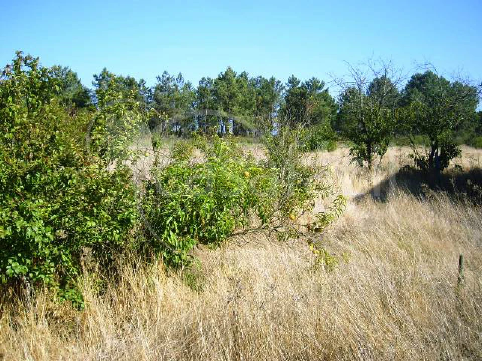 Terreno Agricola ou Rústico para Venda em Pegões Foto 7