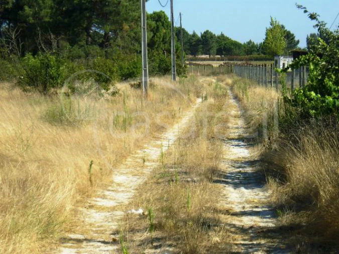 Terreno Agricola ou Rústico para Venda em Pegões Foto 5