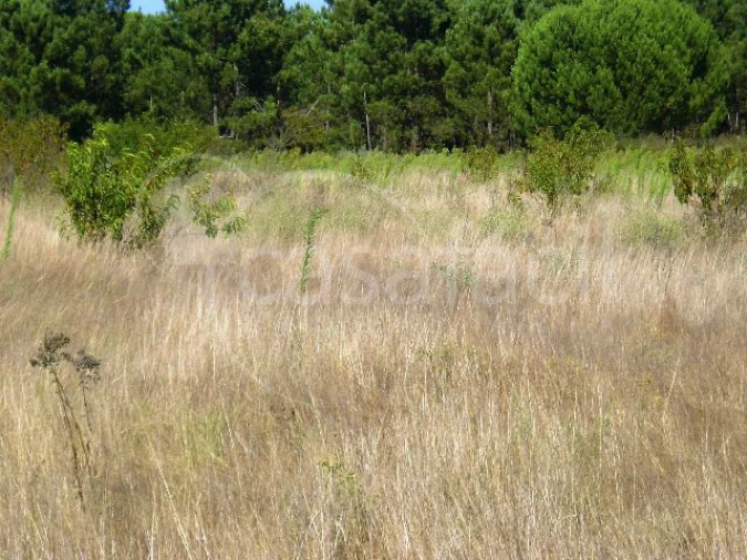 Terreno Agricola ou Rústico para Venda em Pegões Foto 4
