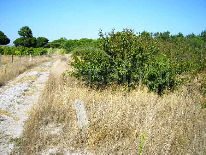 Terreno Agricola ou Rústico para Venda em Pegões Foto 6