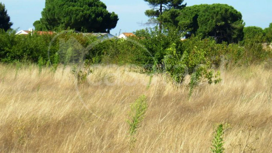 Terreno Agricola ou Rústico para Venda em Pegões