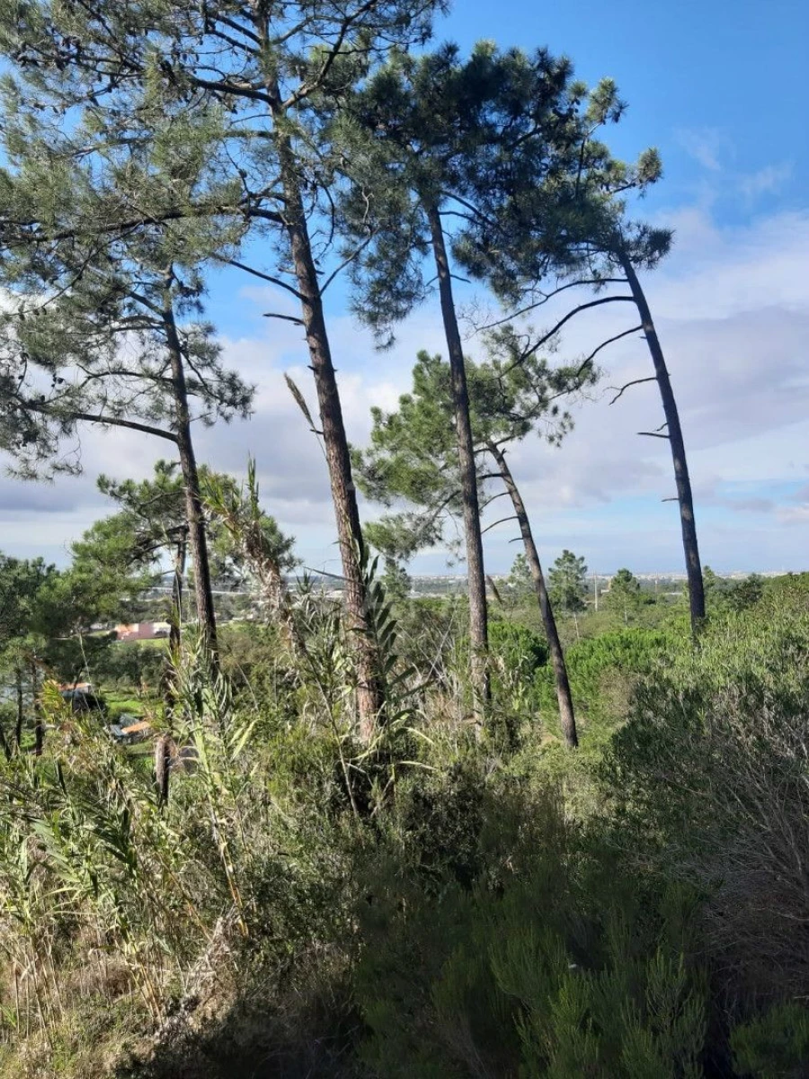 Terreno para Venda em Palhais e Coina Foto 4
