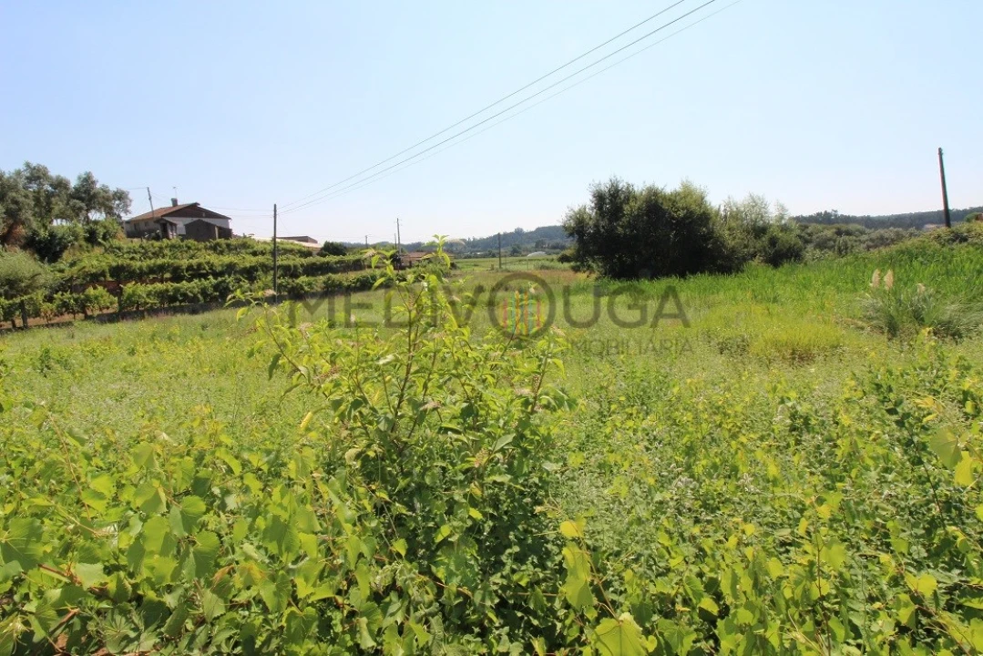 Terreno para Venda em Macinhata do Vouga Foto 1