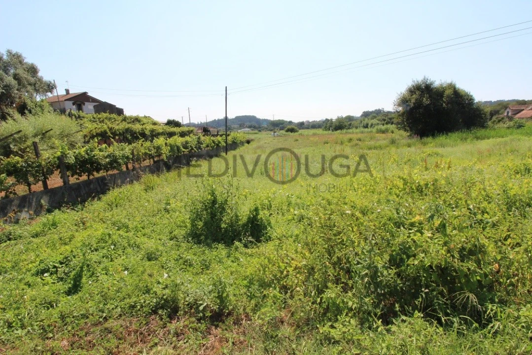 Terreno para Venda em Macinhata do Vouga Foto 6