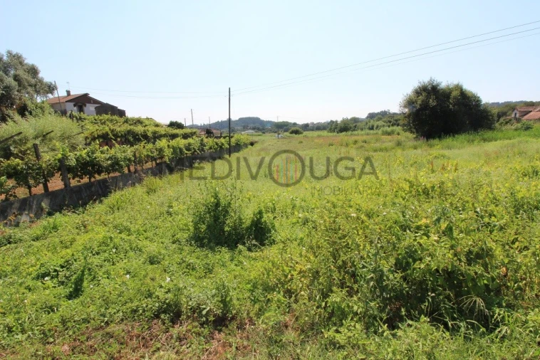 Terreno para Venda em Macinhata do Vouga Foto 6
