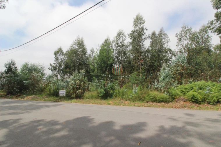 Terreno Comércio / Armazém para Venda em Águeda e Borralha Foto 2