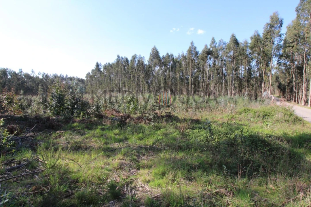 Terreno para Venda em Aguada de Cima Foto 1