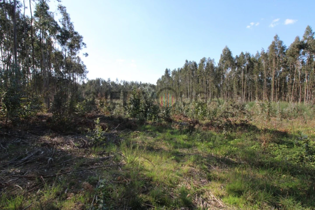 Terreno para Venda em Aguada de Cima Foto 2