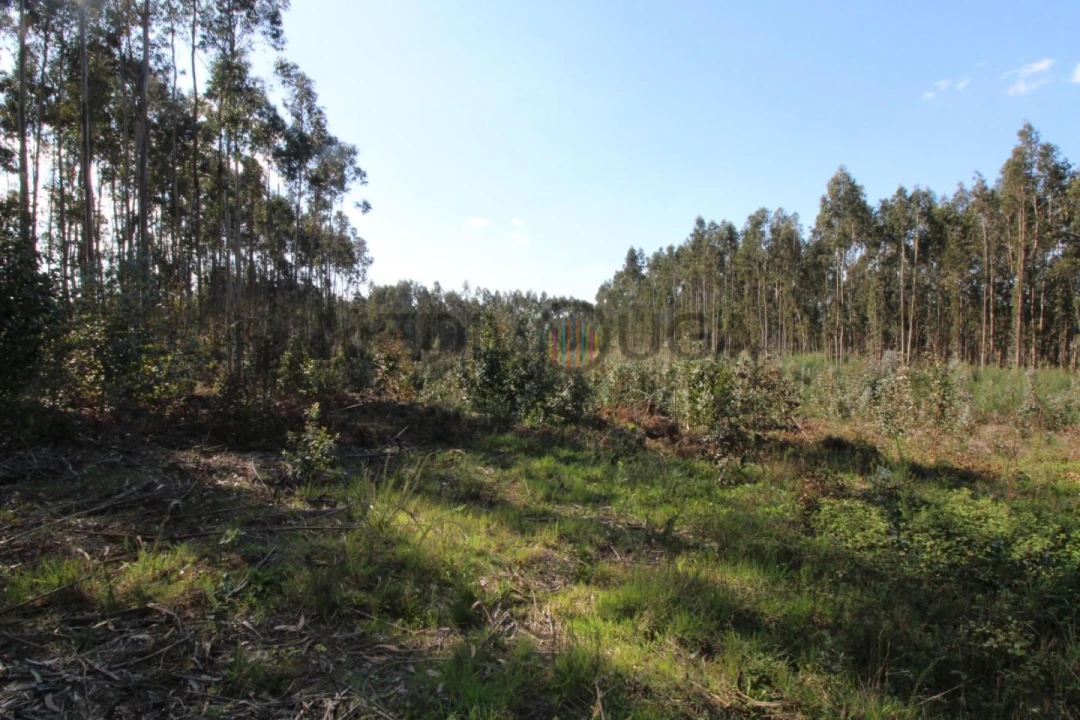 Terreno para Venda em Aguada de Cima Foto 3