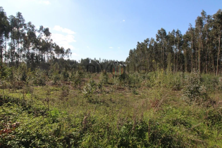 Terreno para Venda em Aguada de Cima Foto 4