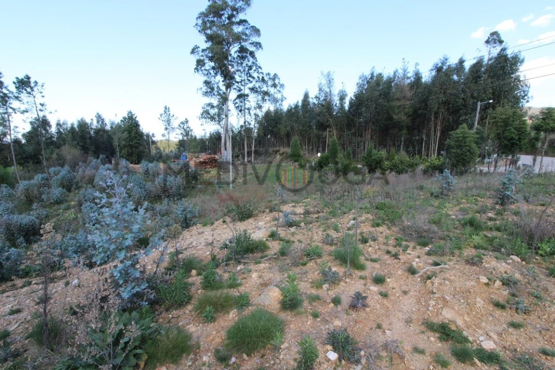 Terreno para Venda em Belazaima do Chão, Castanheira do Vouga e Agadão Foto 4