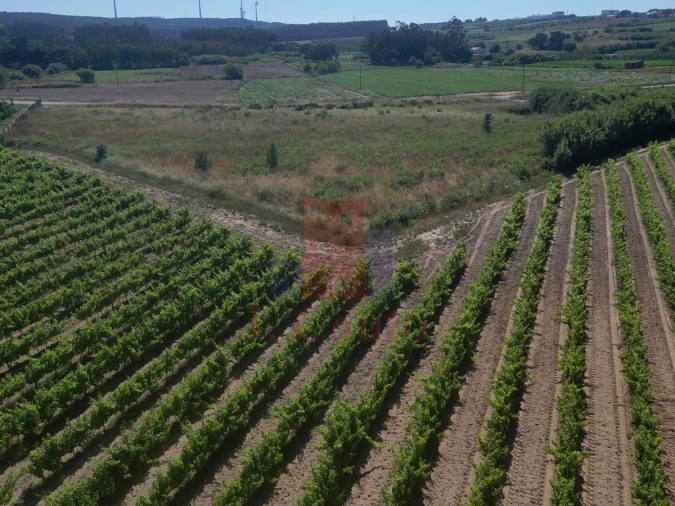 Terreno Agricola ou Rústico para Venda em Reguengo Grande Foto 8