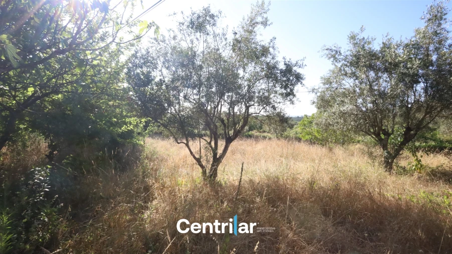 Terreno Agricola ou Rústico para Venda em Freixiosa Foto 6