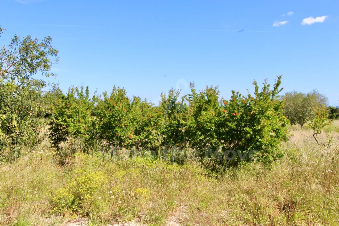 Quinta T5 para Venda em Moncarapacho e Fuseta Foto 25