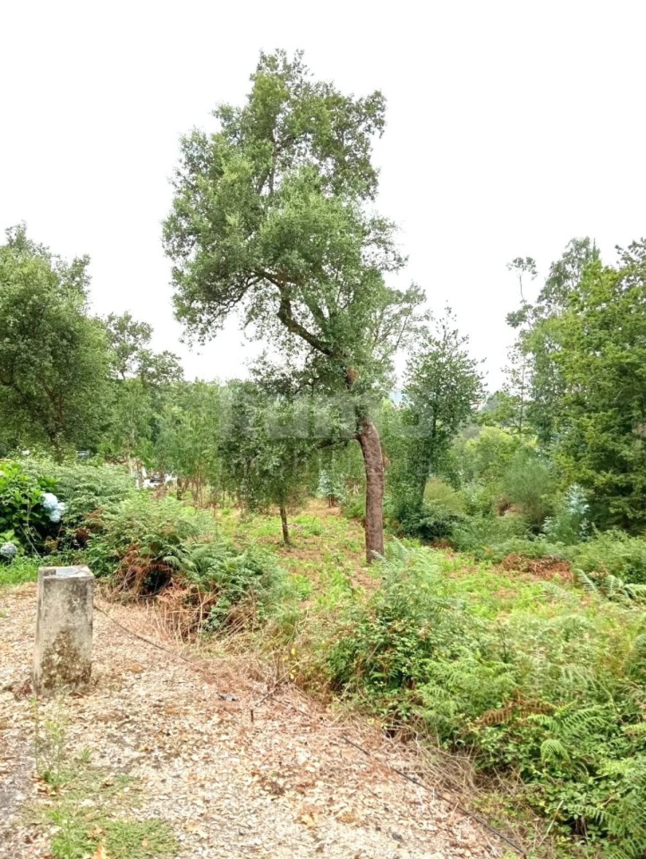 Quinta para Venda em Durrães e Tregosa Foto 14