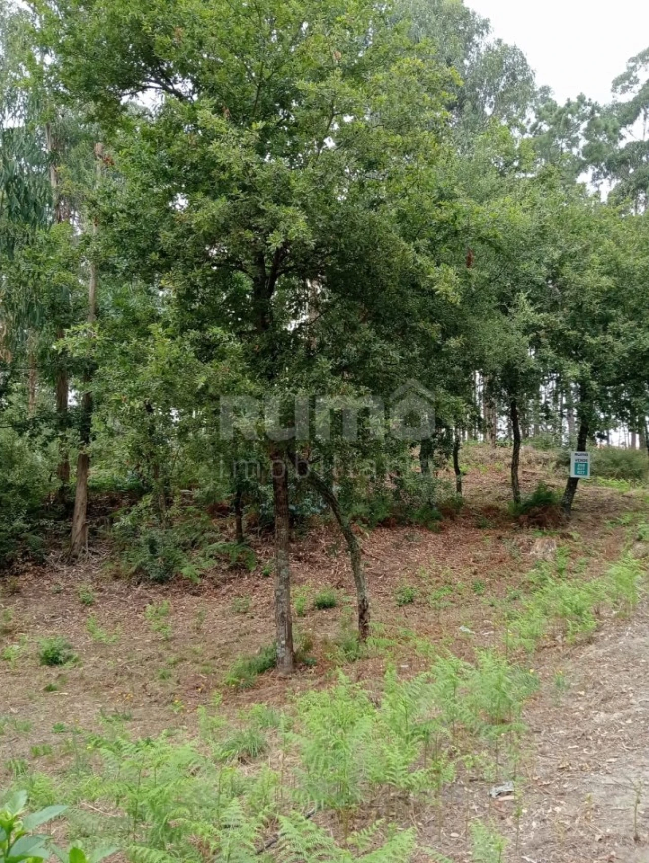 Quinta para Venda em Durrães e Tregosa Foto 20