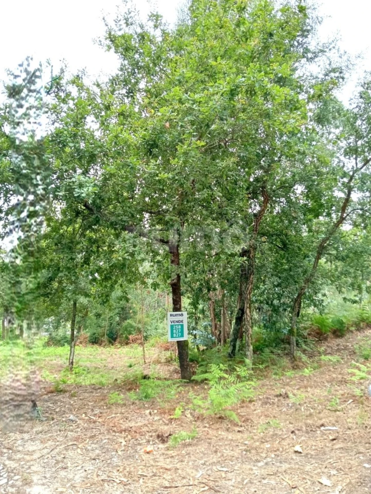 Quinta para Venda em Durrães e Tregosa Foto 23
