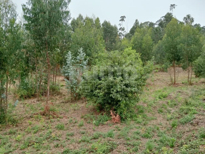 Quinta para Venda em Durrães e Tregosa Foto 9