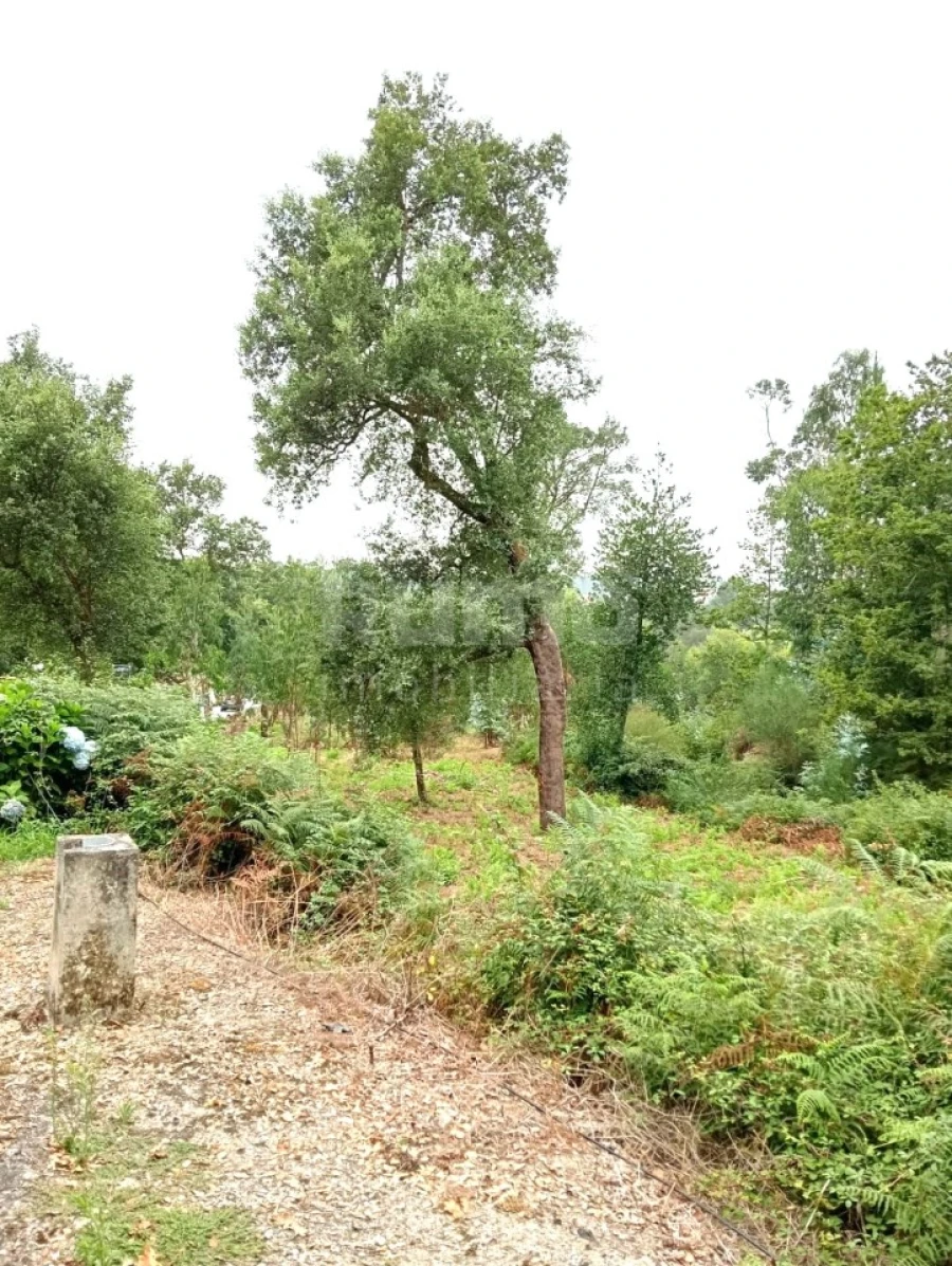 Quinta para Venda em Durrães e Tregosa Foto 14