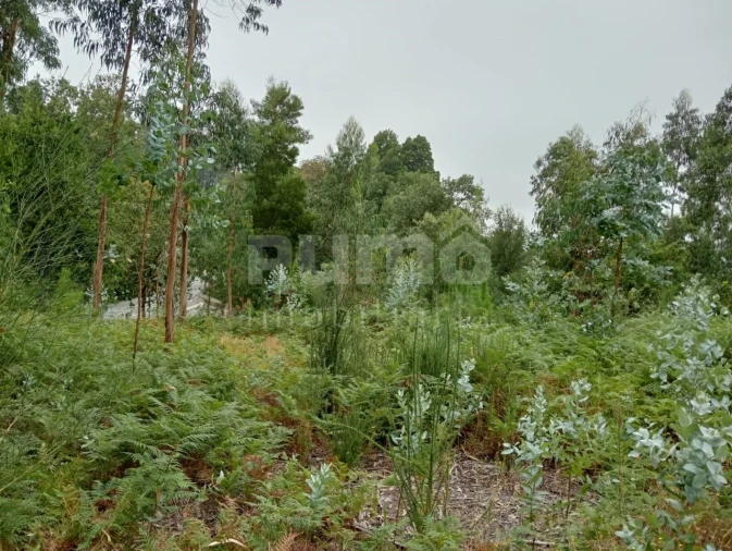 Quinta para Venda em Durrães e Tregosa Foto 17