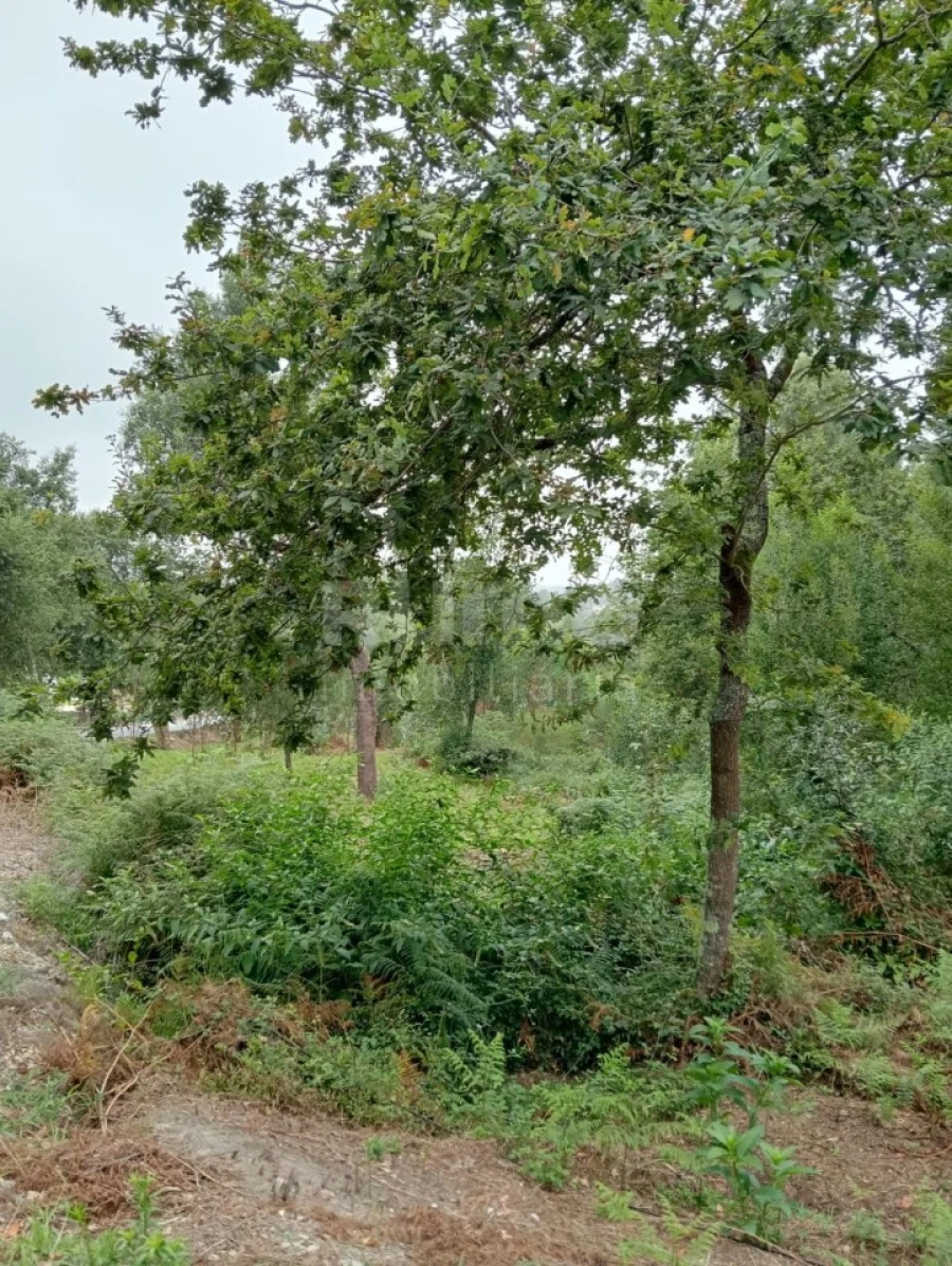 Quinta para Venda em Durrães e Tregosa Foto 19